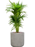 CC0057177