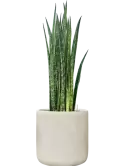 CC0057198
