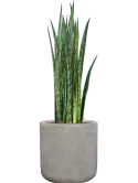 CC0057201