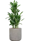 CC0057204