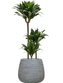 CC0058885