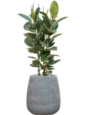 CC0058906
