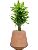CC0058999