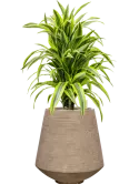 CC0059020