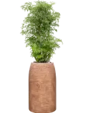 CC0059147