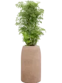 CC0059150