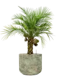 CC0059378