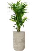 CC0059580