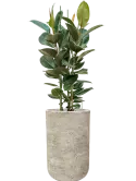 CC0059583