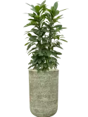 CC0059598