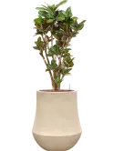 CC0059878