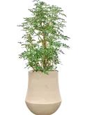 CC0059881