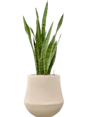 CC0059896