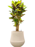 CC0059905