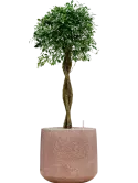 CC0059923