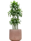 CC0059932