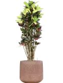 CC0059977