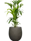 CC0060019