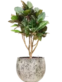 CC0060122