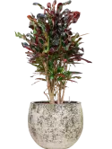 CC0060134