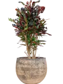 CC0060137