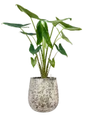 CC0060143