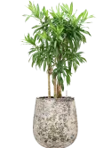 CC0060170