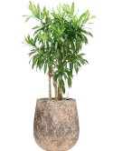 CC0060173