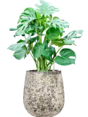 CC0060179