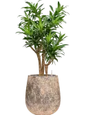 CC0060188