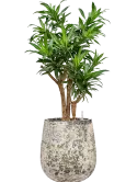 CC0060191