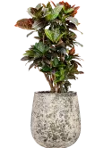 CC0060194