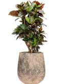 CC0060197