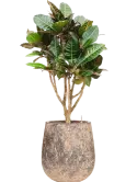 CC0060200