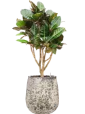 CC0060203