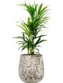 CC0060206
