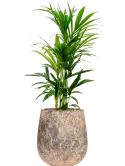 CC0060209