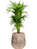 CC0060221