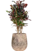 CC0060224
