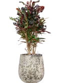 CC0060227