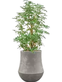 CC0060256