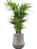 CC0060265