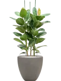 CC0060301
