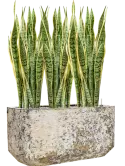 CC0060352