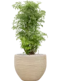 CC0060409
