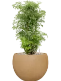 CC0060415