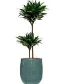 CC0060584