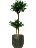 CC0060587