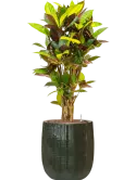 CC0060602