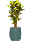 CC0060605